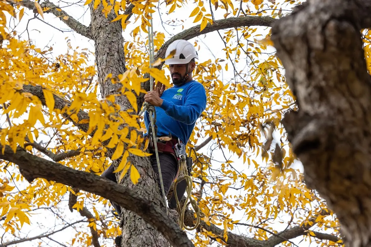 Skilled Tree Planing crew working in Circle Pines